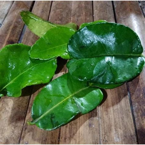 Jual Daun Jeruk Kg Shopee Indonesia