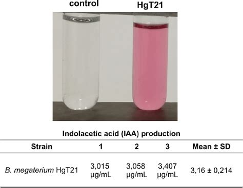 Indole Acetic Acid IAA Production By The HgT21 Strain IAA Production