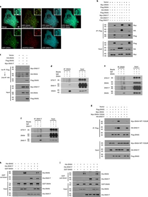 SNX4SNX5SNX17 Forms The Recycler Complex A HeLa Cells Were