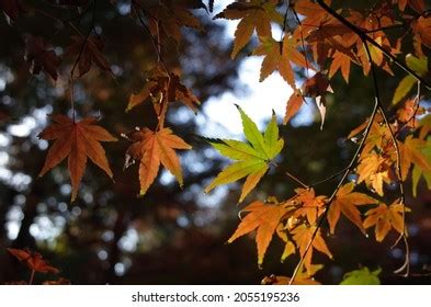 Red Autumn Leaves Japanese Maple Stock Photo 2055195236 | Shutterstock