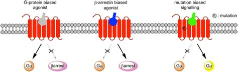 Signaling Of Biased Agonists G Protein Biased Agonists Preferentially Download Scientific