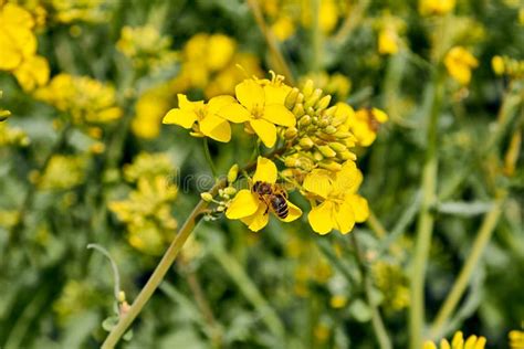 Campo Amarillo Durante La Floraci N De La Rabina A Finales De Mayo