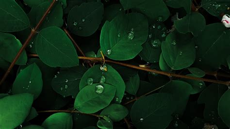 Green leaves Wallpaper 4K, Rain droplets, Macro, Plant