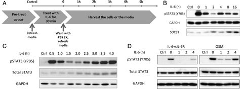 Stat3 Activation In Response To Il 6 Is Prolonged By The Binding Of Il