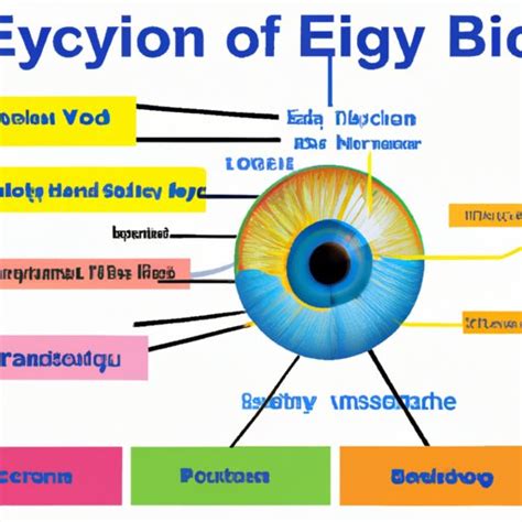 Exploring How The Eye Works An In Depth Look At Its Anatomy Physics And Function The