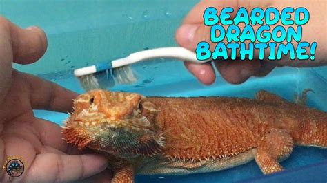 How To Bathe Your Bearded Dragon 🦎🚿 Beardie Bathtime Youtube