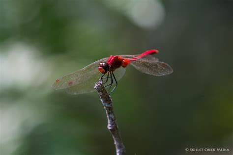 Sandhill Wildlife Area - Devil's Lake State Park Area Visitor's Guide - DevilsLakeWisconsin.com