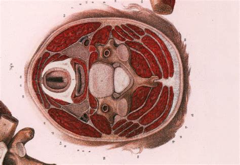 Anatomia En Twittter On Twitter Lamina Superficial Se Origina En La