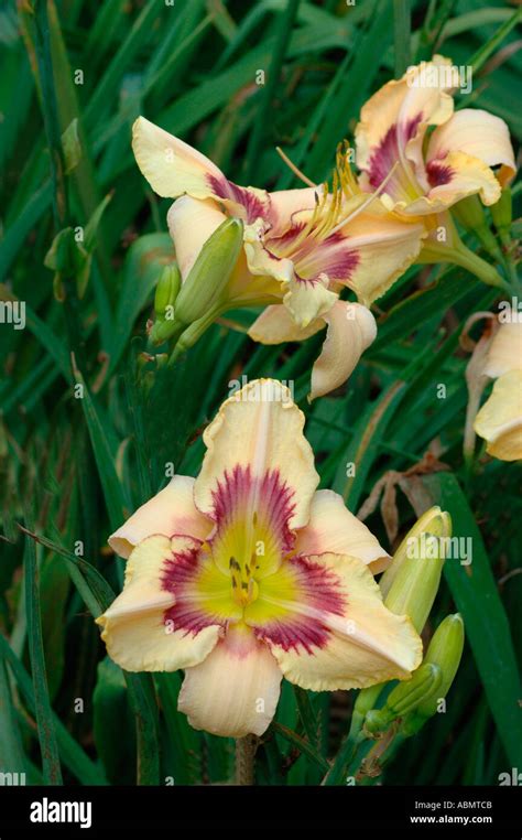 Modern Daylilyies Daylily Breeding For Color And Edging And Shape For