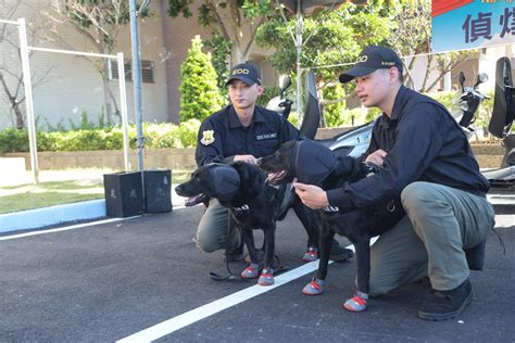 總統大選維安「軟硬兼備」 偵爆犬配備美軍規格抗噪耳罩 政治焦點 太報 Taisounds