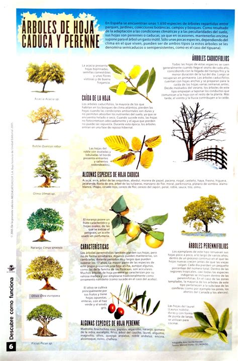 Árboles hojas caducas y perennes infografía Arboles caducifolios