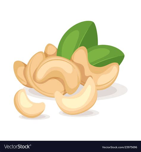 Cashew Nut Kernels Royalty Free Vector Image Vectorstock