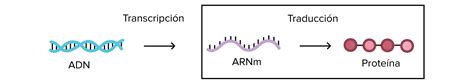 Transcripció I Traducció De Dna De Proteïnes