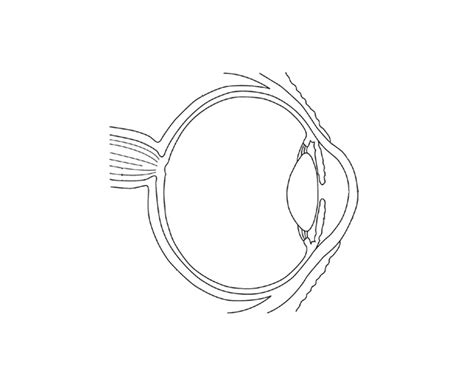 Biology 3.5 Parts Of The Eye Quiz