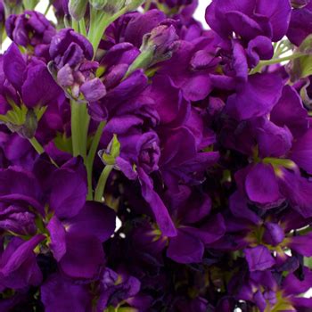 Double Stock Dark Purple - Double Stock - Flowers and Fillers - Flowers by category | Sierra ...