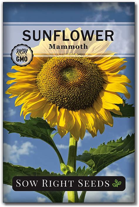 Best Sunflower Seeds To Plant Backyard Boss