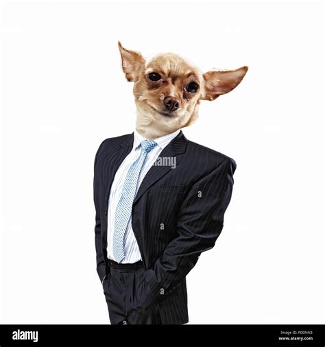 Dog Wearing Suit