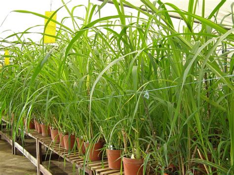 Collaboration With Brazil Expands Napier Grass Diversity In Ilri’s Forage Genebank Ilri Clippings