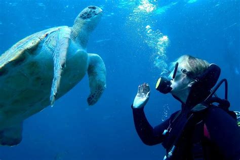 Buceo para principiantes en el área de las tortugas (viaje en bote ...