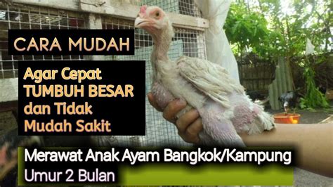 Cara Merawat Anak Ayam Bangkok Umur 2 Bulan Agar Cepat Tumbuh Besar