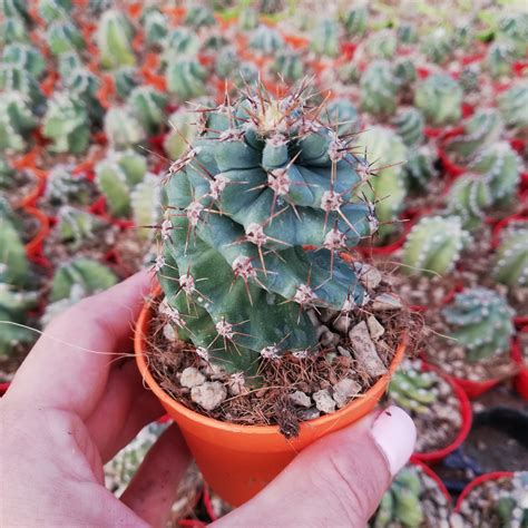 Cereusforbesiispiralis Giromagi Cactus And Succulents