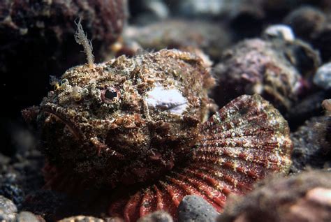 Are Stonefish Dangerous?