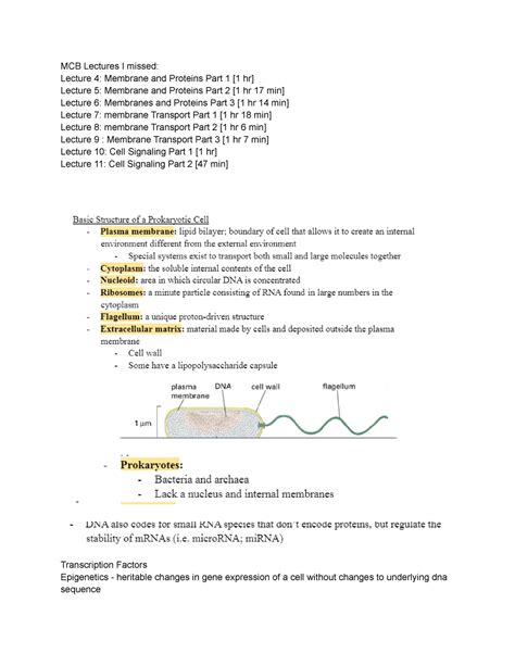 Mcb Exam Exam Review Mcb Lectures I Missed Lecture Membrane