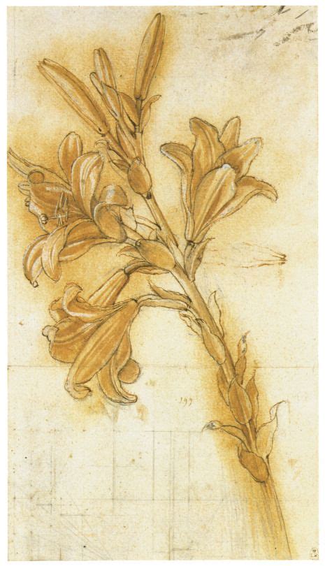 Lily Sketch By Leonardo Da Vinci Botanical Art Drawings Botanical