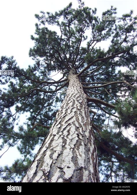 European Black Pine Austrian Pine Black Pine Corsican Pine Pinus