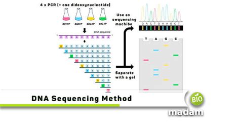 Sanger Sequencing An Overview ScienceDirect Topics 45 OFF