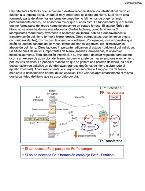 Solution Metabolismo Del Hierro Y Del Grupo Hemo Bioqui Mica Studypool