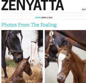 It's no joke - Zenyatta foals a colt - EQUINE Ink