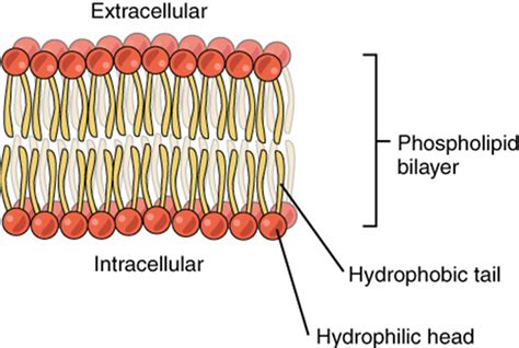 26 The Cell Membrane Fundamentals Of Anatomy And Physiology