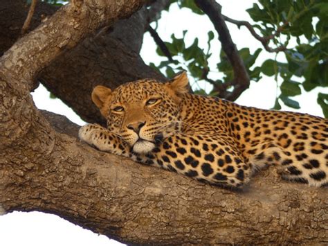 Your Singita Serengeti Wildlife Checklist - Bush Story | Singita