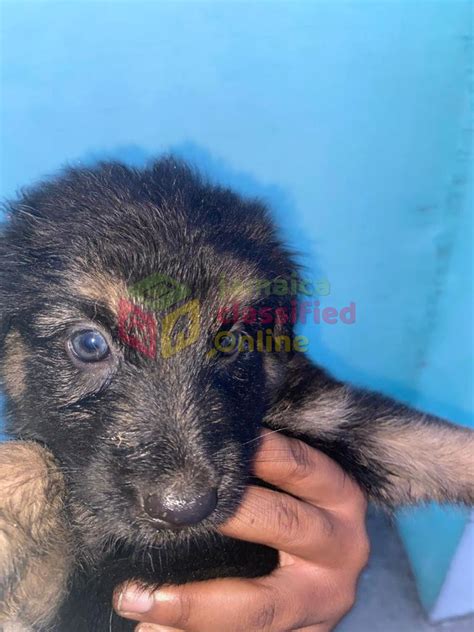 German Shepherd Puppies For Sale Patrick City