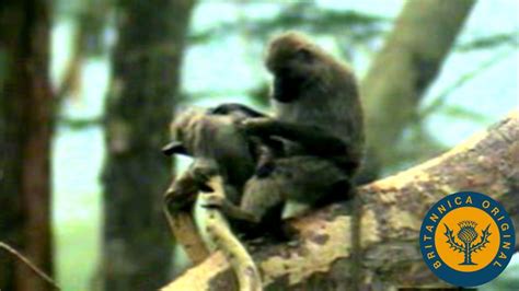 Baboon | African Primate, Social Behavior & Adaptations | Britannica