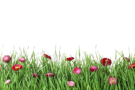 Premium Photo Vibrant Green Grass With Beautiful Flowers On White Background