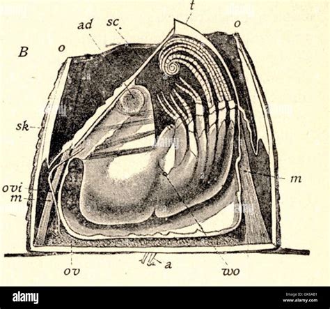 52657 Balanus B, anatomy; a, antennules; ad, adductor muscle; m, muscles of acuta and terga; o ...