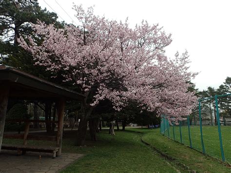 サクラの開花状況 5分咲き 円山公園