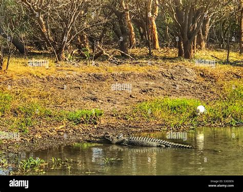 Saltwater Crocodile And Egret Yellow Water Billabong Kakadu National