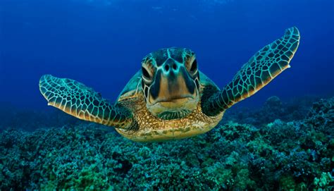 La Fauna Acuática Y Su Increíble Variedad En Las Aguas Saladas