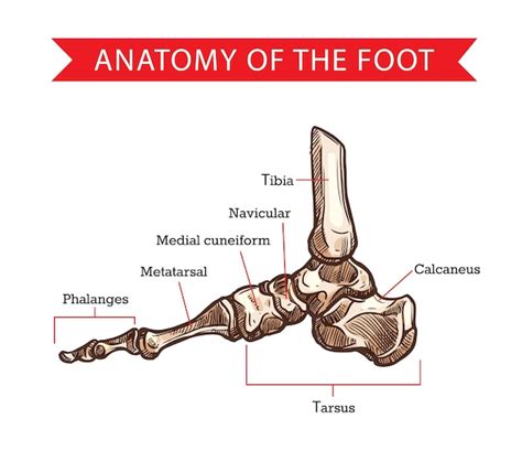 Bosquejo De Los Huesos Del Pie De La Anatomía Humana Vector Premium