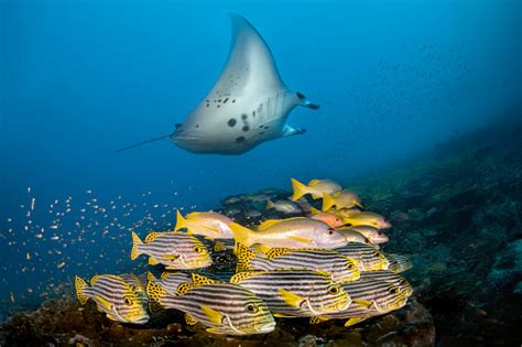 Pari Manta Raksasa Dengan Ikan Kakap Lucian Kuning Di Kedalaman Biru