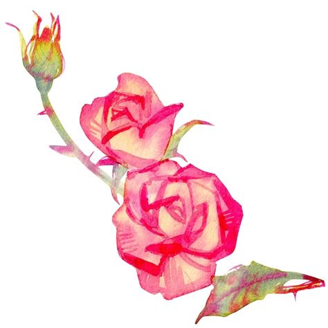 Premium Photo Watercolor Illustration Of Rose Flower Isolated On