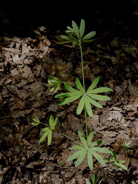 Gewöhnliches Wald Labkraut Galium Sylvaticum Beschreibung Steckbrief