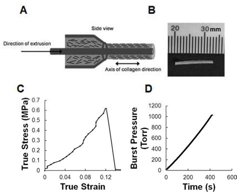 Aligned Nanofibrillar Collagen Regulates Endothelial Organization And