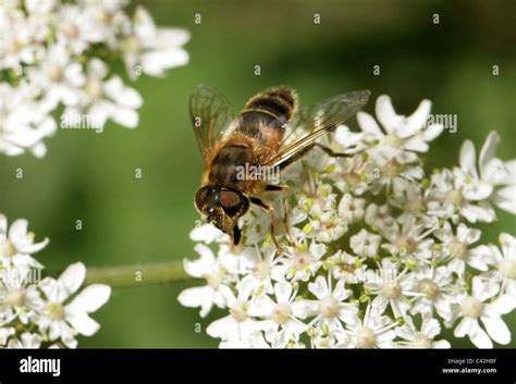Uk British Flies Diptera Insect Insects Stock Photos Uk