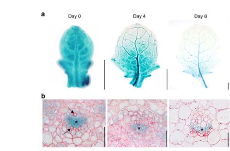 PANT GUS Expression Patterns Seen In Cleared Whole Arabidopsis Leaves