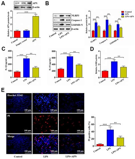 Figure From Adiponectin Inhibits Lps Induced Nucleus Pulposus Cell