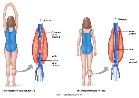 How Veins Help Muscle Contracts